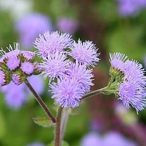 TINH DẦU NGŨ SẮC