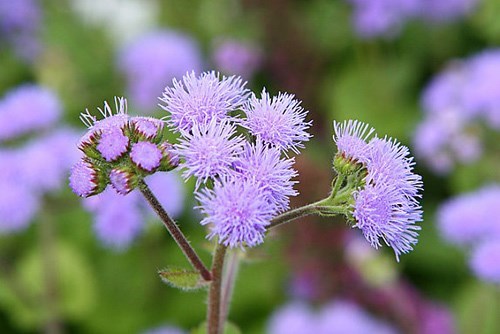 TINH DẦU NGŨ SẮC