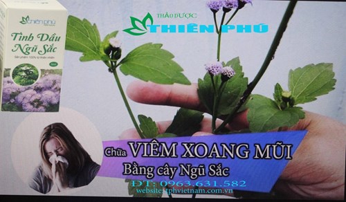 TINH DẦU NGŨ SẮC